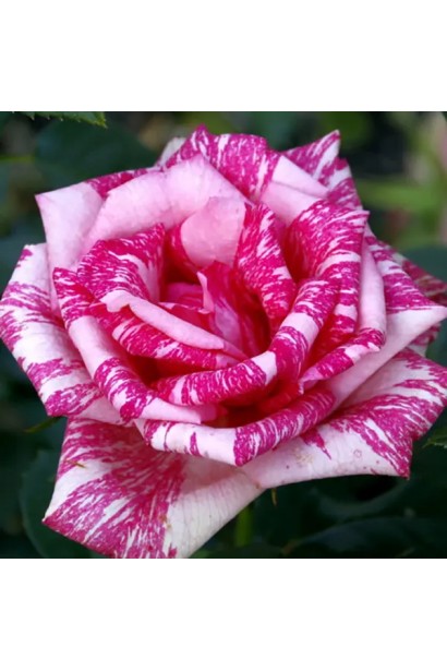 Пелюстки троянди Пінк Інтуішн з ніжним малюнком